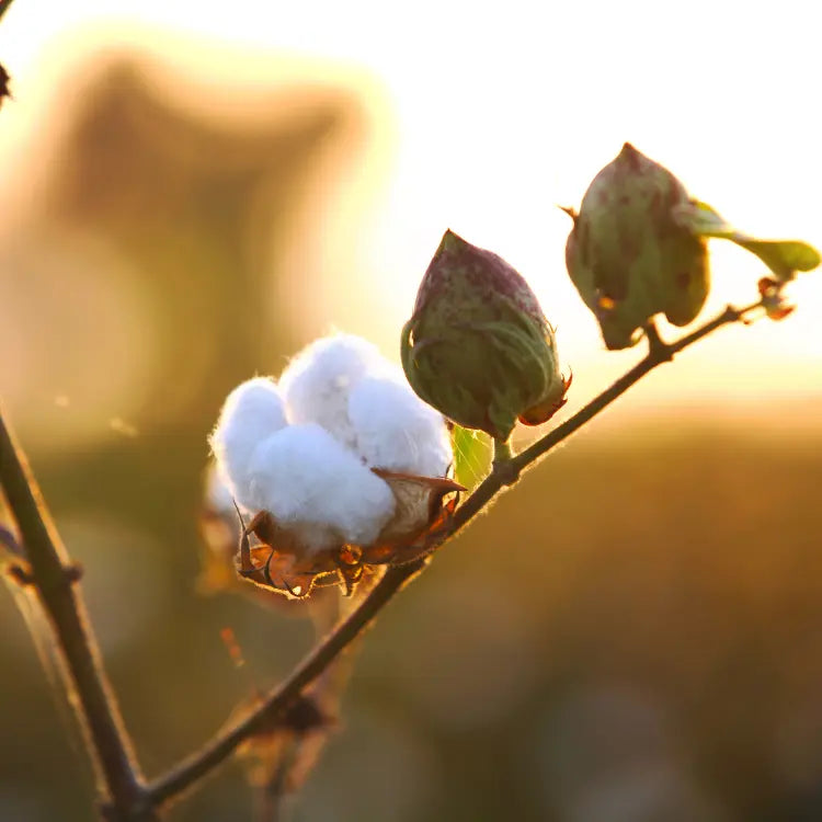 Organic Cotton vs Regular Cotton: The Real Truth Not Many Know!! Korduroy Kidz